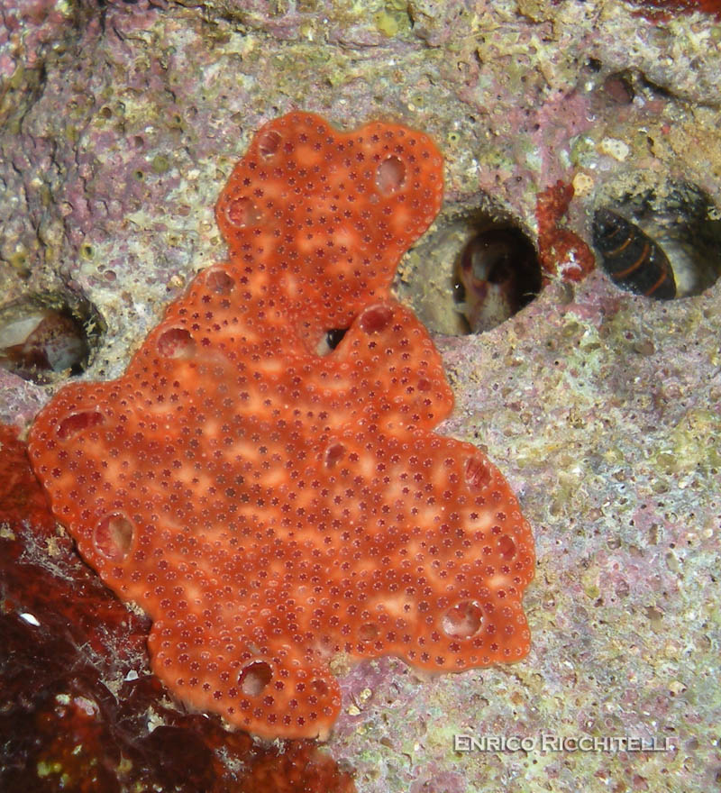 Ascidia coloniale Polysyncraton lacazei